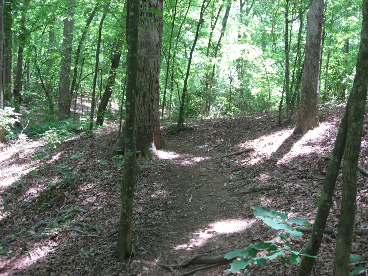 A sun-drenched forest path winding through a wooded area, surrounded by tall trees and dappled sunlight filtering through the leaves. The ground is covered with fallen leaves and twigs, creating a natural trail that invites exploration. Lake Herrick mountain bike trail.