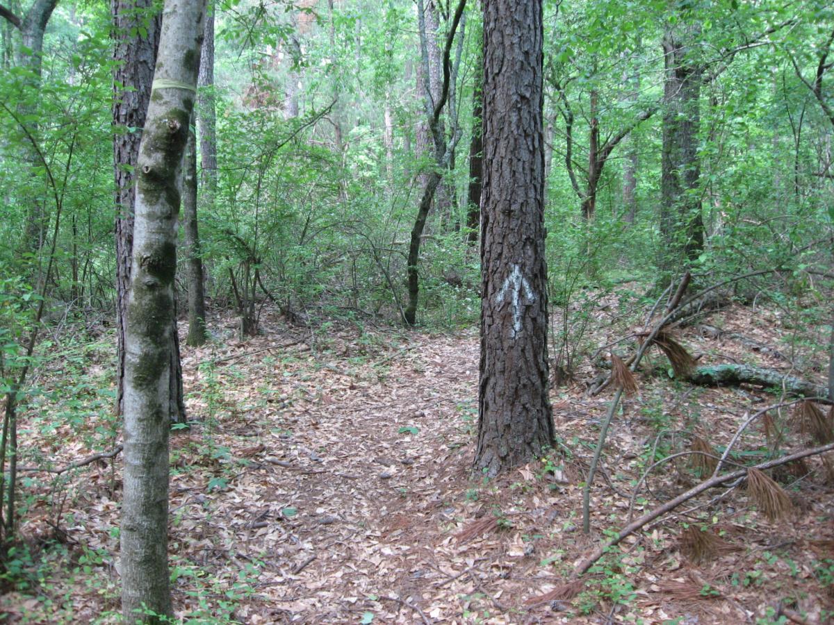 A dense forest path surrounded by tall trees and foliage, with a well-trodden trail covered in fallen leaves. A white trail marker is visible on a tree trunk, indicating direction. Athens YMCA mountain bike trail.