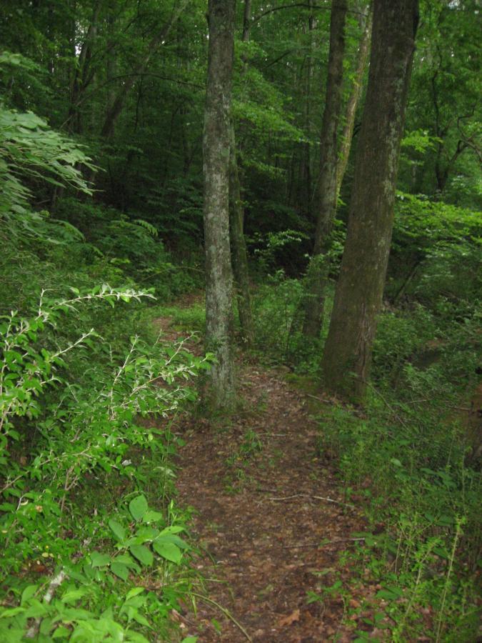 A narrow dirt path winding through a lush green forest, flanked by tall trees and dense foliage. The scene conveys a sense of tranquility and natural beauty. Chase Street mountain bike trail.