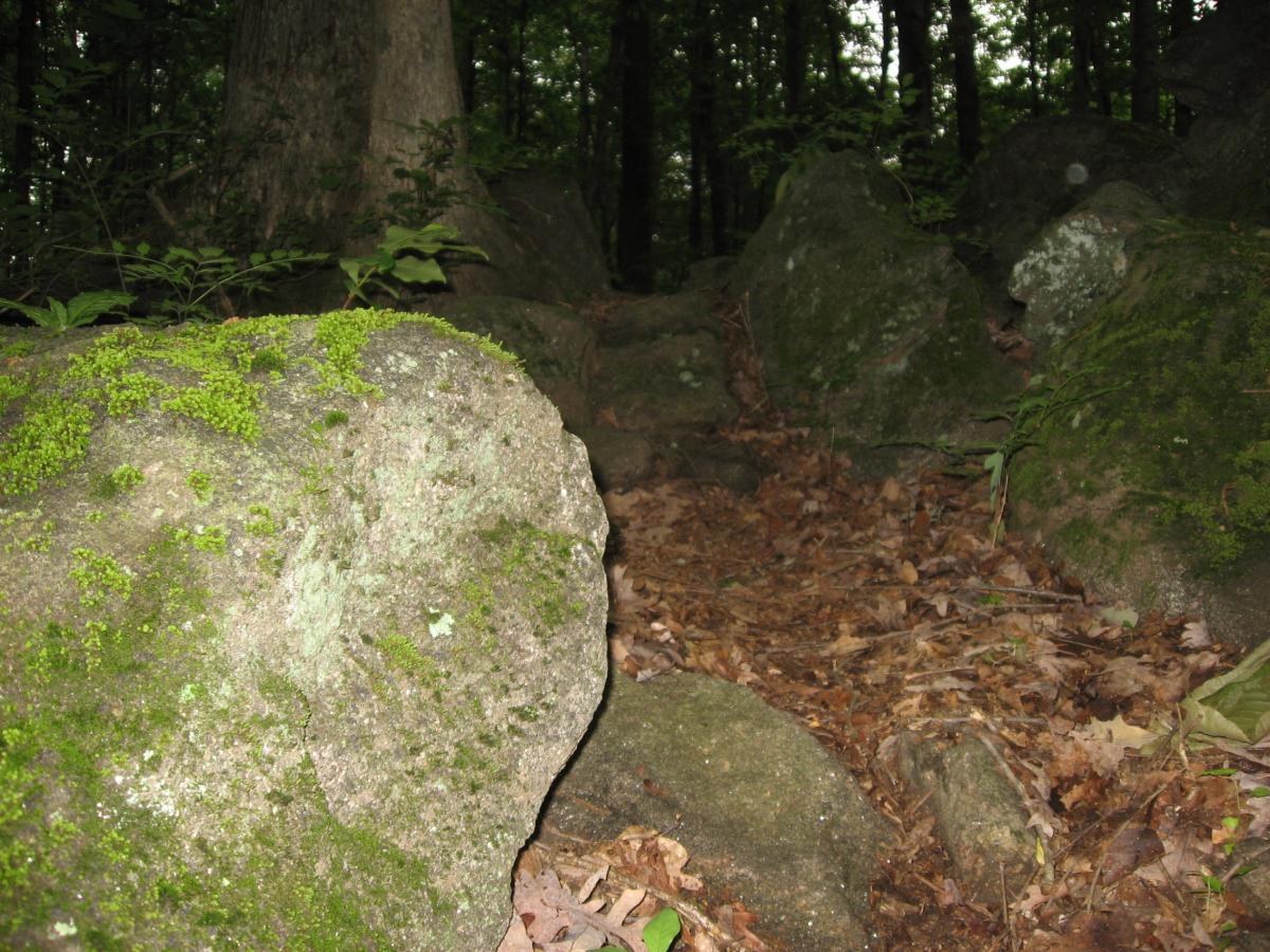 A forest path featuring a cluster of large, moss-covered rocks surrounded by fallen leaves and greenery. Tall trees in the background create a shaded, natural atmosphere. Chase Street mountain bike trail.