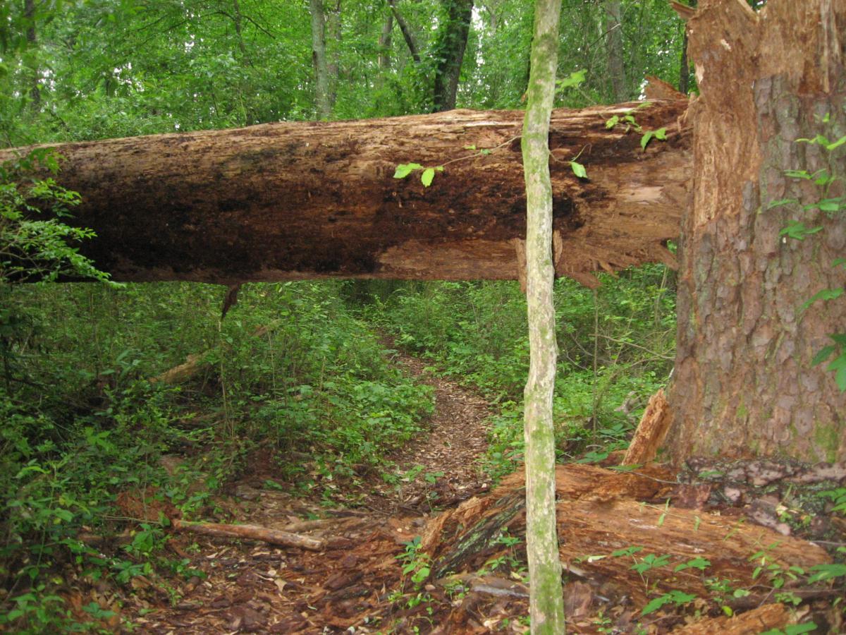 A fallen tree trunk spanning a narrow path through a dense green forest, surrounded by lush vegetation and smaller trees. Chase Street mountain bike trail.