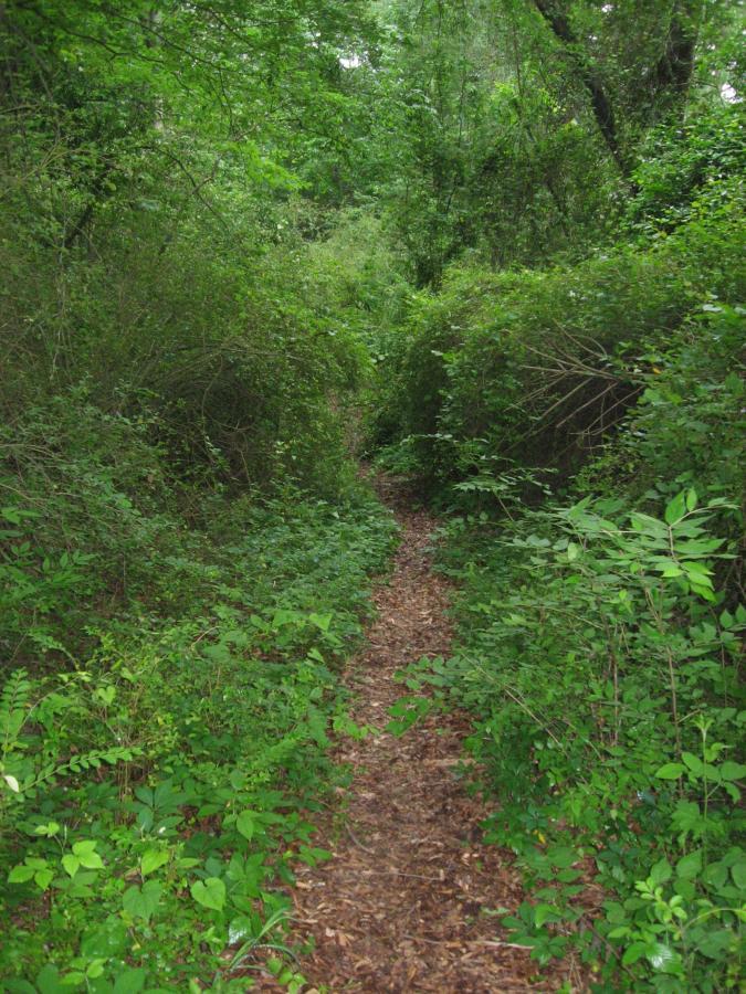 A narrow, winding footpath surrounded by dense greenery and brush, leading into a lush forest. The ground is covered with fallen leaves and the path is framed by vibrant green foliage. Chase Street mountain bike trail.