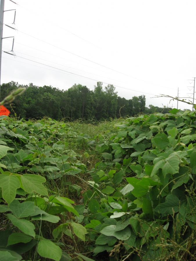 A dense patch of green vegetation fills the foreground, with large leaves covering the ground and creating a narrow path through the foliage. In the background, trees line the edge of the area, under a cloudy sky. A utility pole with power lines is visible on the left side, alongside an orange construction sign that reads "STOP." 441 Trails mountain bike trail.