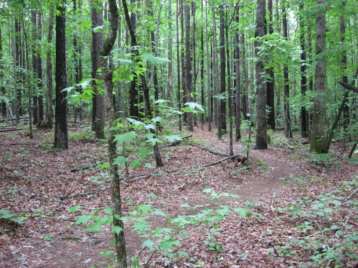 A lush forest scene featuring tall trees with green leaves, a carpet of fallen leaves covering the ground, and a winding dirt path visible in the center. Dappled sunlight filters through the canopy, creating a serene and tranquil woodland atmosphere. Heritage Park mountain bike trail.