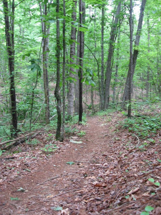 A narrow, winding dirt trail surrounded by lush green foliage and tall trees in a forested area. The ground is covered with fallen leaves and small branches, and the sunlight filters through the tree canopy, creating a serene and natural outdoor atmosphere. Heritage Park mountain bike trail.