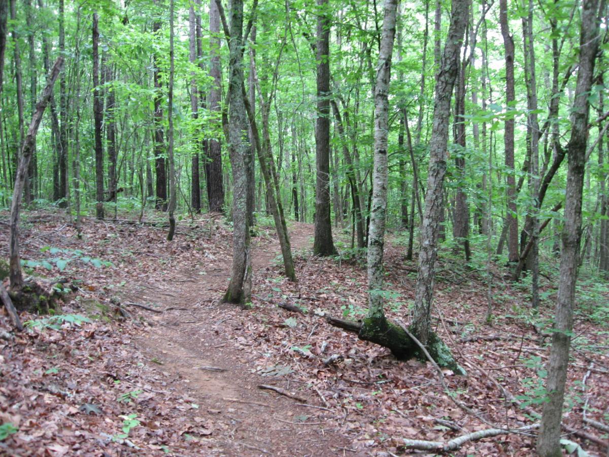 A winding dirt path through a lush green forest, surrounded by tall trees with vibrant leaves and a carpet of brown leaves on the ground. Sunlight filters through the canopy, creating dappled shadows along the trail. Heritage Park mountain bike trail.