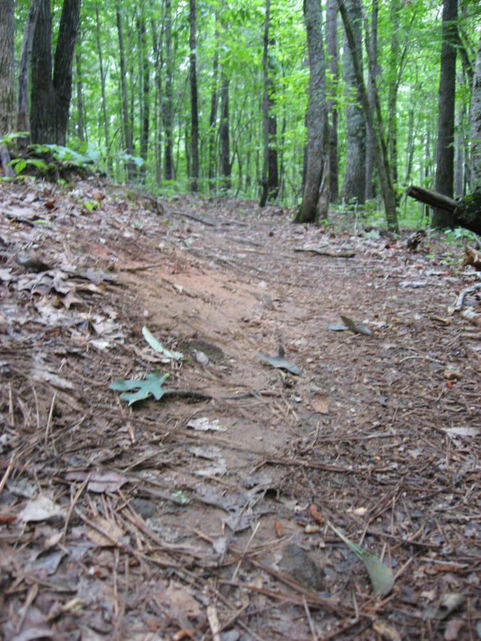 A narrow dirt path winding through a dense forest, surrounded by tall trees and scattered leaves on the ground. The scene is lush and green, indicative of a natural, wooded environment. Heritage Park mountain bike trail.