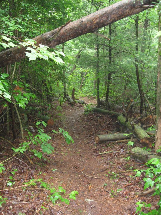 A narrow dirt path meandering through a lush forest, surrounded by vibrant green foliage and fallen logs. A fallen tree branches across the path, creating a natural archway amid the dense trees. The ground is covered with damp leaves, indicating a recent rain. River Loop mountain bike trail.