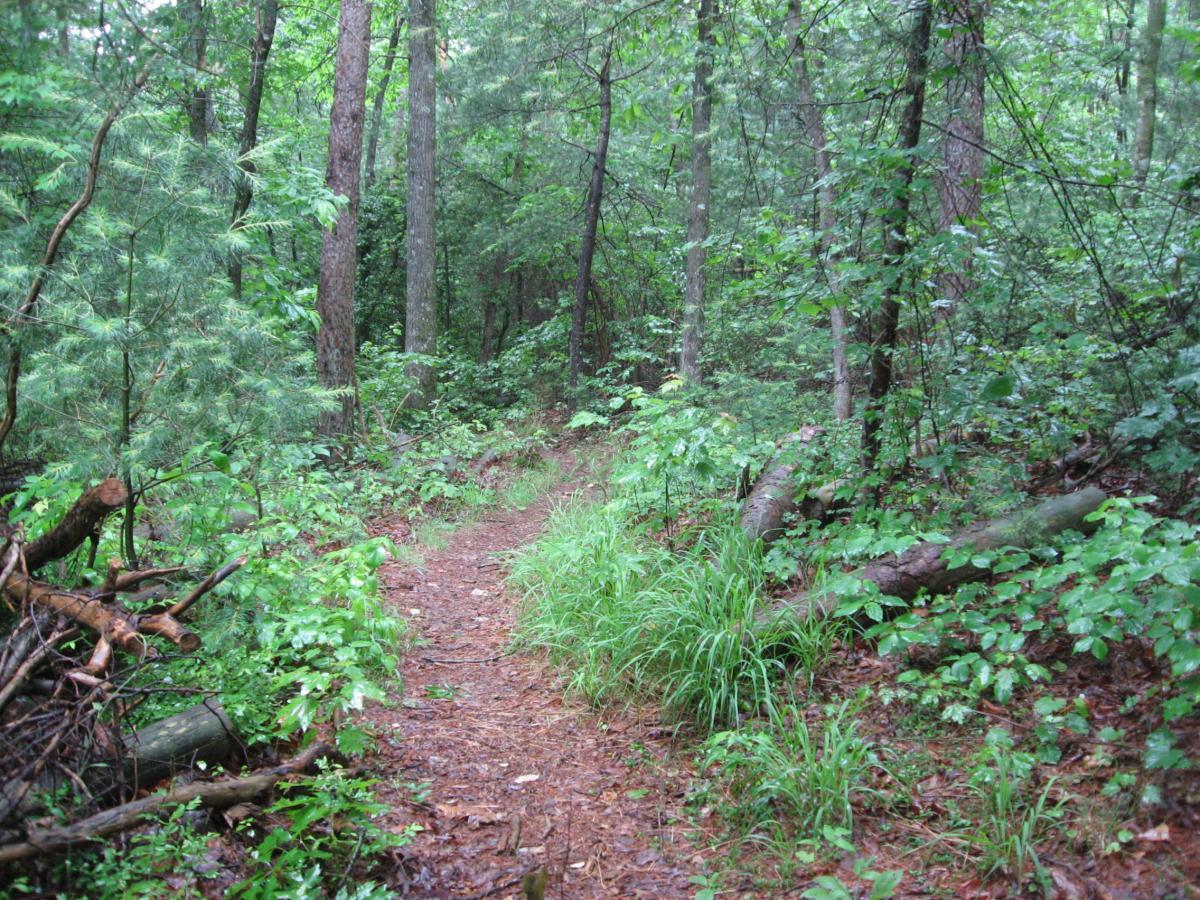 A narrow, winding dirt path through a lush green forest, surrounded by tall trees and dense foliage. The ground is scattered with fallen branches and leaves, and the atmosphere suggests a recent rain, with the foliage appearing vibrant and fresh. River Loop mountain bike trail.