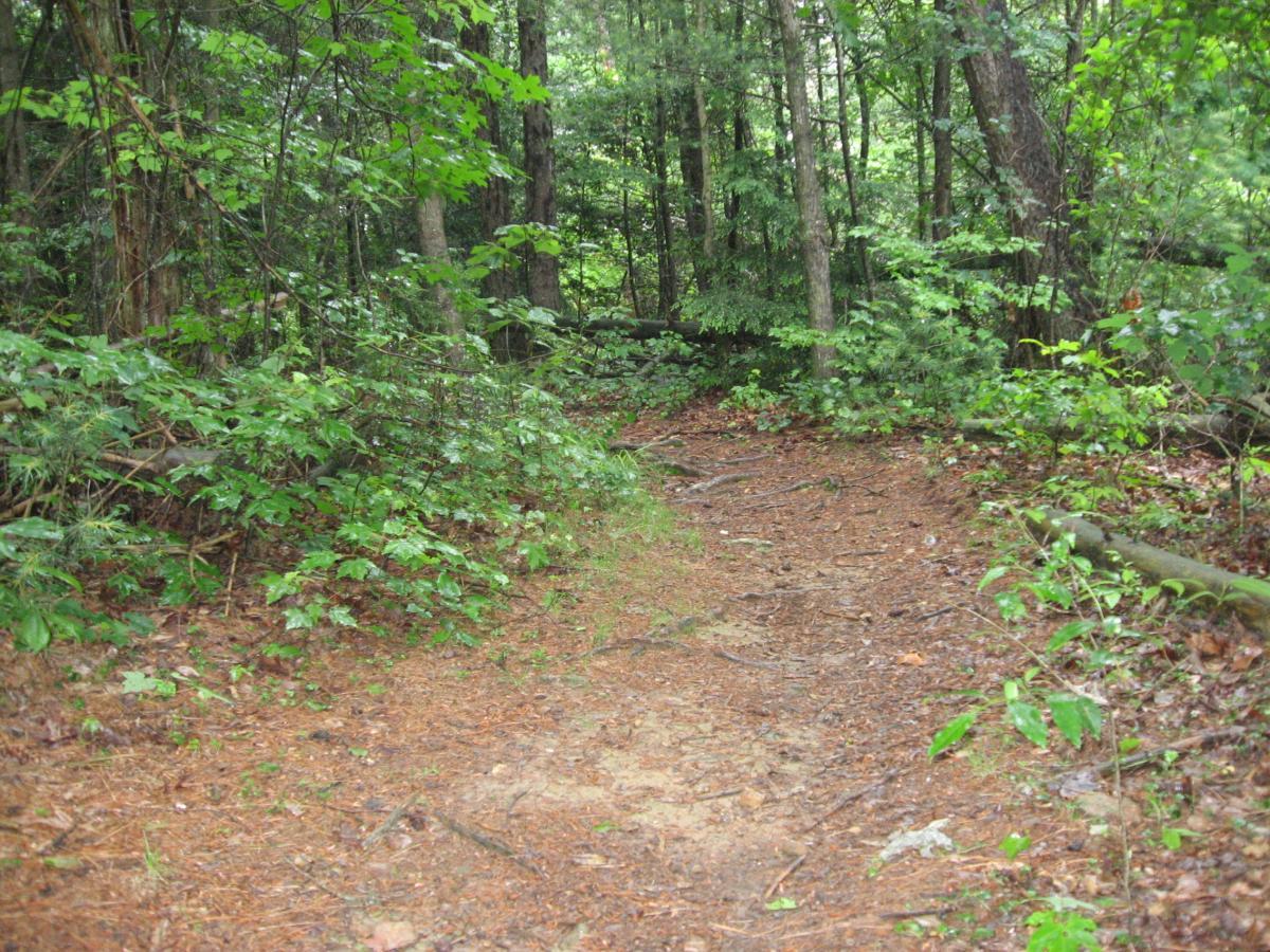 A narrow, winding dirt path surrounded by dense greenery in a forest, with a mix of trees and lush foliage on either side. Pine needles and small twigs cover the ground, indicating a natural woodland environment. River Loop mountain bike trail.
