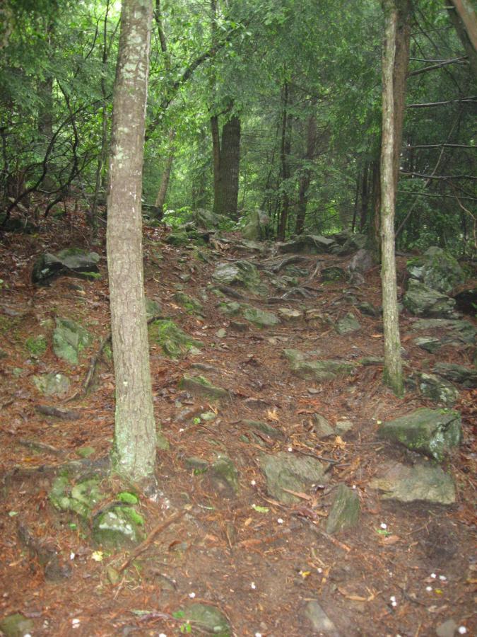 A narrow, rocky trail winding through a dense forest. Tall trees with green foliage flank the path, which is covered with scattered rocks and fallen leaves, suggesting a natural, slightly rugged landscape. The setting appears tranquil and lush, hinting at a peaceful outdoor environment. River Loop mountain bike trail.