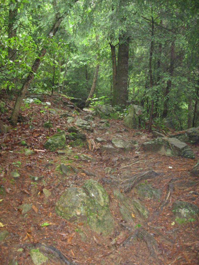 A narrow, rocky trail winding through a dense forest, featuring a mix of large stones and exposed tree roots, surrounded by lush green foliage and tall trees. The ground is covered with damp leaves and underbrush, suggesting a recent rainfall. River Loop mountain bike trail.