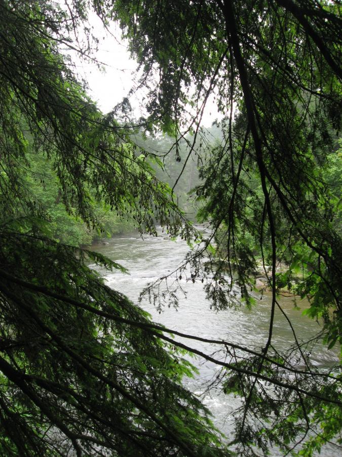 A tranquil view of a river flowing through a lush, green forest, framed by overhanging branches. The scene is peaceful and slightly misty, suggesting a serene natural environment. River Loop mountain bike trail.