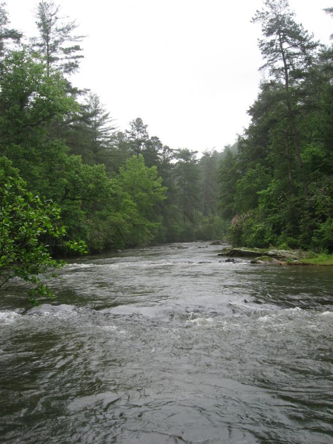 A serene river flows through a lush, green landscape, surrounded by dense trees and underbrush. The sky is overcast, suggesting a misty or rainy day, which adds a tranquil atmosphere to the scene. The water appears slightly turbulent with gentle ripples and small waves, reflecting the natural beauty of the environment. River Loop mountain bike trail.