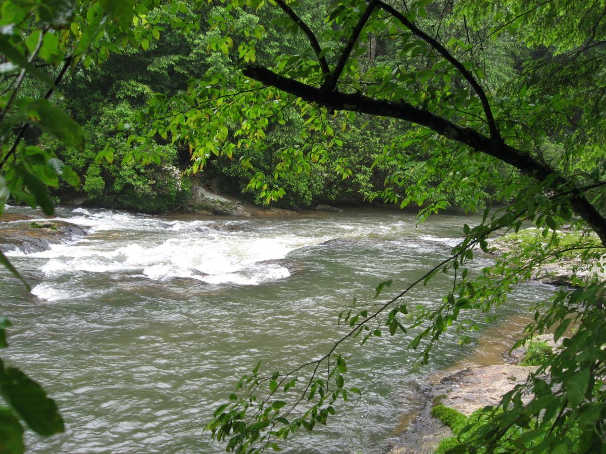 A serene river flows through a lush green landscape, surrounded by trees. The water's surface is gently rippled, with small waves forming around rocks. Fresh green leaves frame the scene, enhancing the natural beauty of the moment. River Loop mountain bike trail.