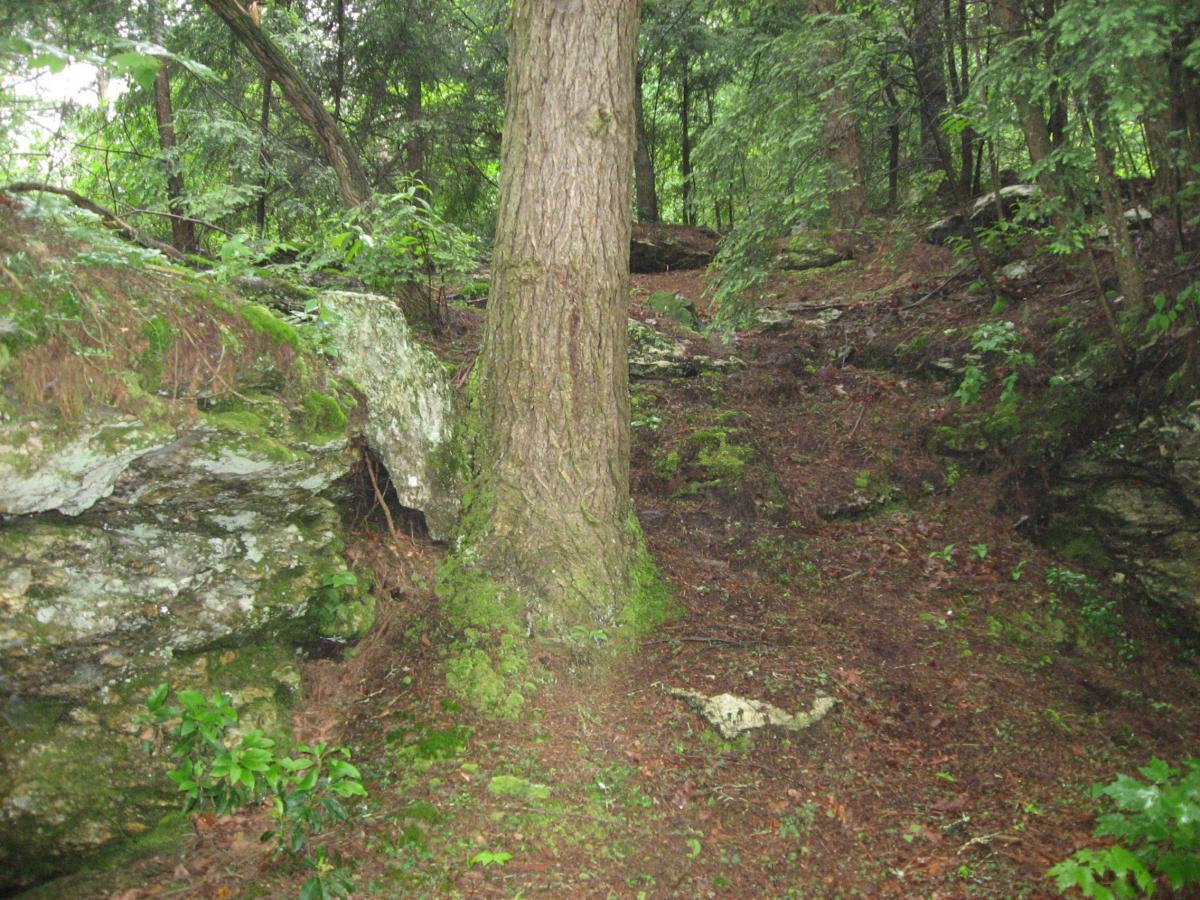 A moss-covered path winding through a forest, featuring a large tree on the right and rocky terrain on the left, surrounded by lush greenery and foliage. River Loop mountain bike trail.