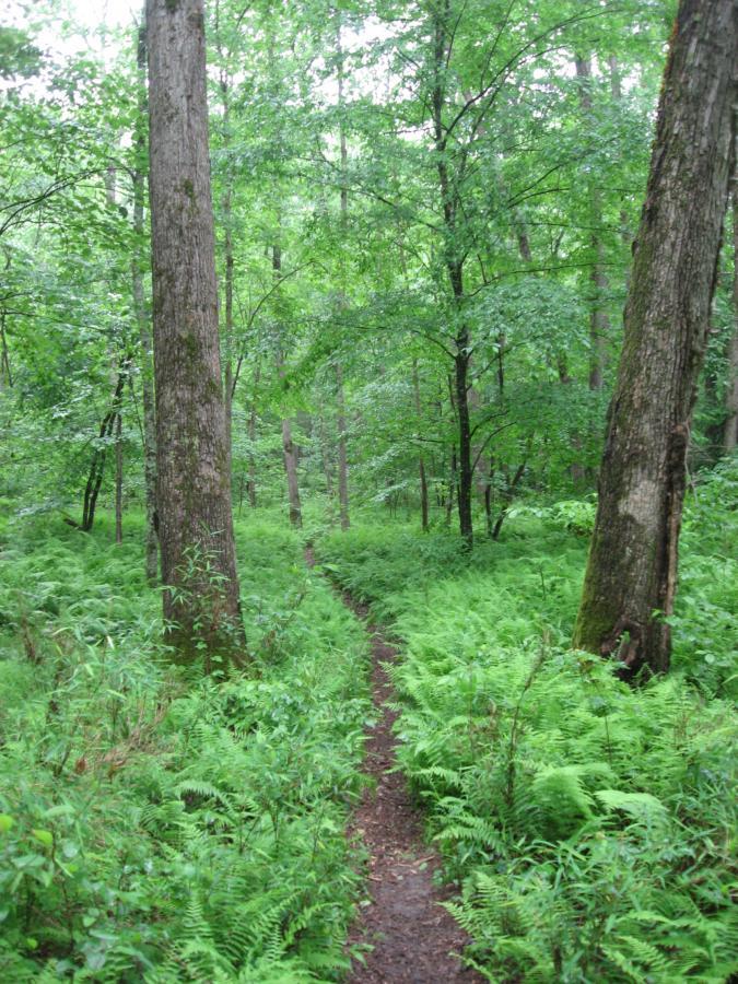A narrow dirt path winding through a lush, green forest filled with tall trees and ferns. The scene is vibrant with varying shades of green, creating a serene and tranquil atmosphere. River Loop mountain bike trail.