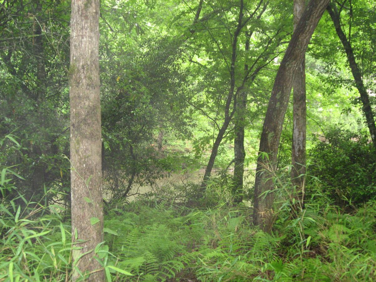 Dense greenery surrounding a calm body of water, with tall trees and lush ferns in the foreground, creating a serene natural scene. River Loop mountain bike trail.