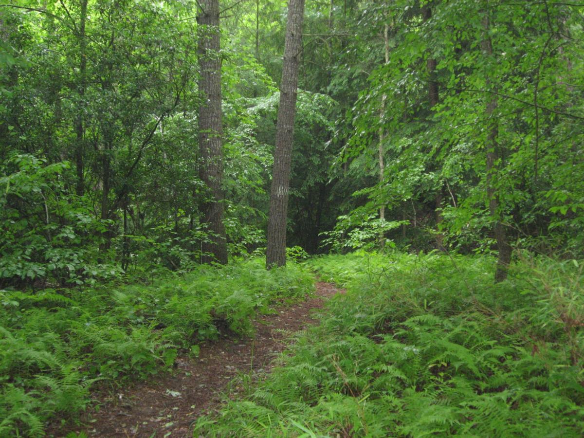 A lush, green forest scene with tall trees and ferns lining a winding dirt path. The dense foliage creates a tranquil and inviting atmosphere, suggesting a serene natural environment. River Loop mountain bike trail.