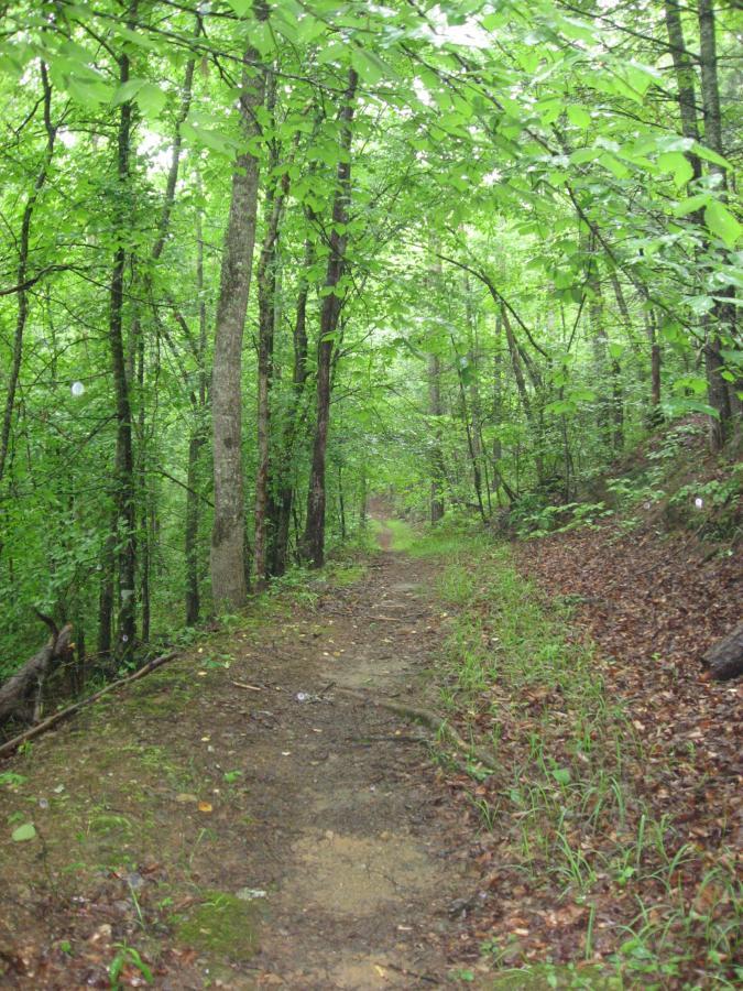A narrow, winding dirt path through a lush, green forest. Tall trees with vibrant green leaves line both sides of the trail, and the ground is covered with a mix of dirt and fallen leaves. The atmosphere appears tranquil and slightly misty, suggesting a peaceful natural setting. River Loop mountain bike trail.