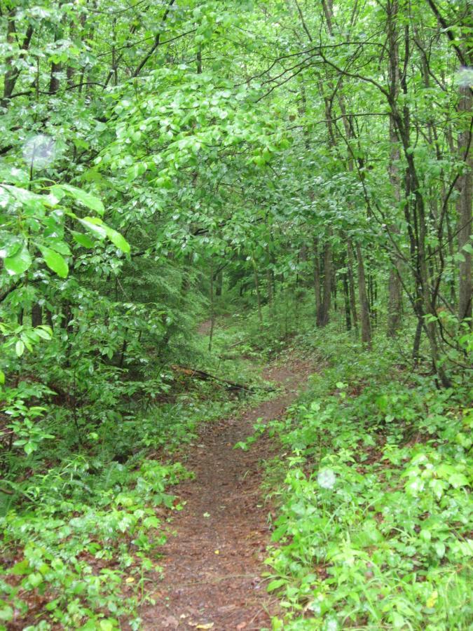 A narrow, winding trail through a lush green forest, surrounded by vibrant foliage and tall trees. The path is slightly damp, suggesting recent rain, with various shades of green from the leaves and underbrush creating a tranquil, natural atmosphere. River Loop mountain bike trail.