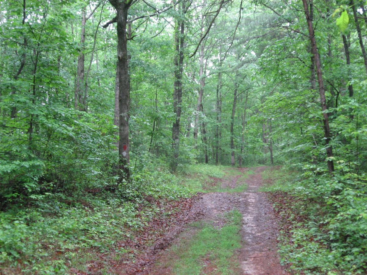 A dirt path winding through a lush green forest, lined with tall trees and dense foliage. The scene appears to be damp, likely from recent rain, with patches of mud and wet leaves on the ground.  River Loop mountain bike trail.