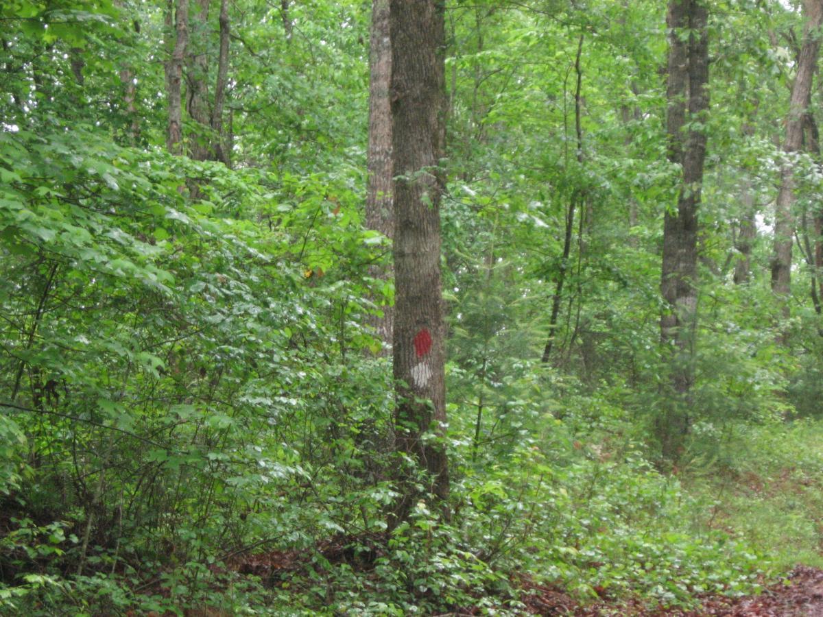 A dense forest scene featuring lush green foliage and tall trees. In the foreground, a tree trunk displays red and white markings, surrounded by a mix of leafy plants and underbrush. The atmosphere suggests a peaceful, natural setting. River Loop mountain bike trail.