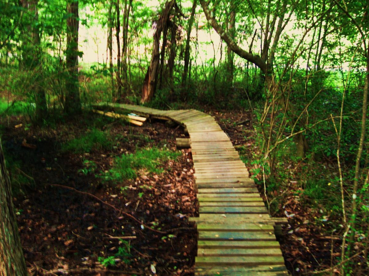 A winding wooden boardwalk surrounded by lush greenery and trees, leading through a forested area. The path appears to meander over soft ground, with patches of grass and earthy soil visible along the way. Natural light filters through the foliage, creating a serene and picturesque woodland scene. Mt. Zion Bike Trails mountain bike trail.