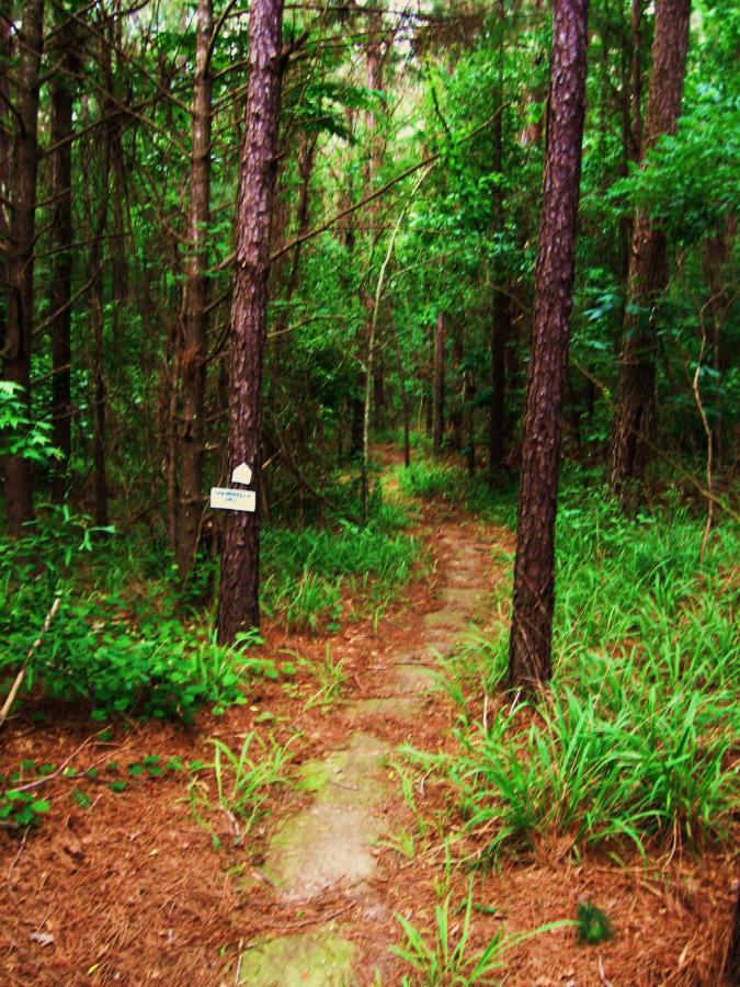 A narrow, winding pathway cuts through a lush green forest, lined with tall trees and dense foliage. The ground is covered in pine needles and small stones, with clumps of grass on either side. A sign attached to a tree is partially visible, indicating the path name or direction. The image depicts a tranquil, natural setting ideal for hiking or exploring. Mt. Zion Bike Trails mountain bike trail.