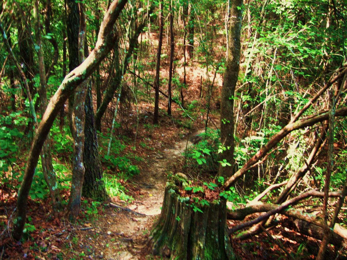A narrow dirt path winding through a dense forest, lined with green foliage and trees. A tree stump is visible in the foreground, surrounded by tangled branches and underbrush. Sunlight filters through the trees, creating a peaceful and natural ambiance. Mt. Zion Bike Trails mountain bike trail.
