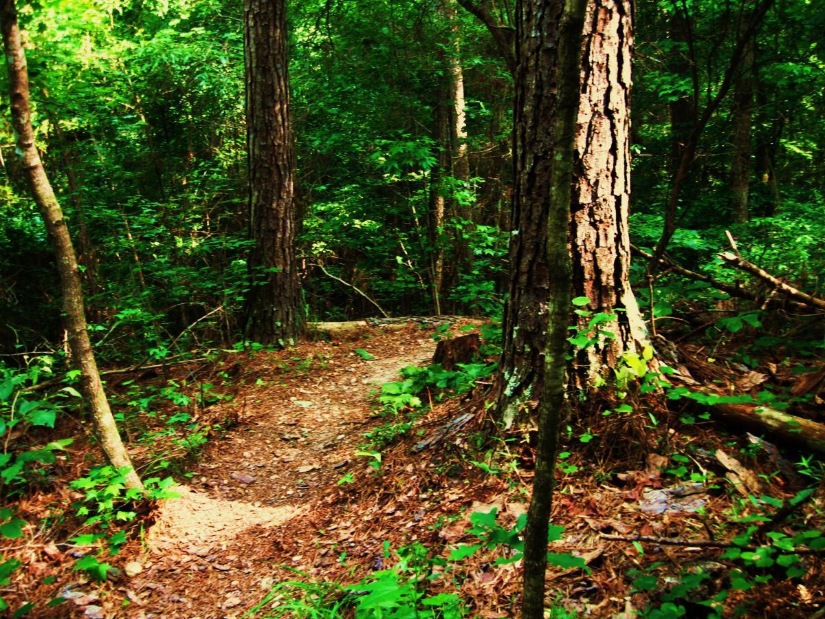 A winding dirt path surrounded by lush green foliage and tall trees in a peaceful forest setting. Sunlight filters through the leaves, illuminating the trail and creating a serene atmosphere. Mt. Zion Bike Trails mountain bike trail.
