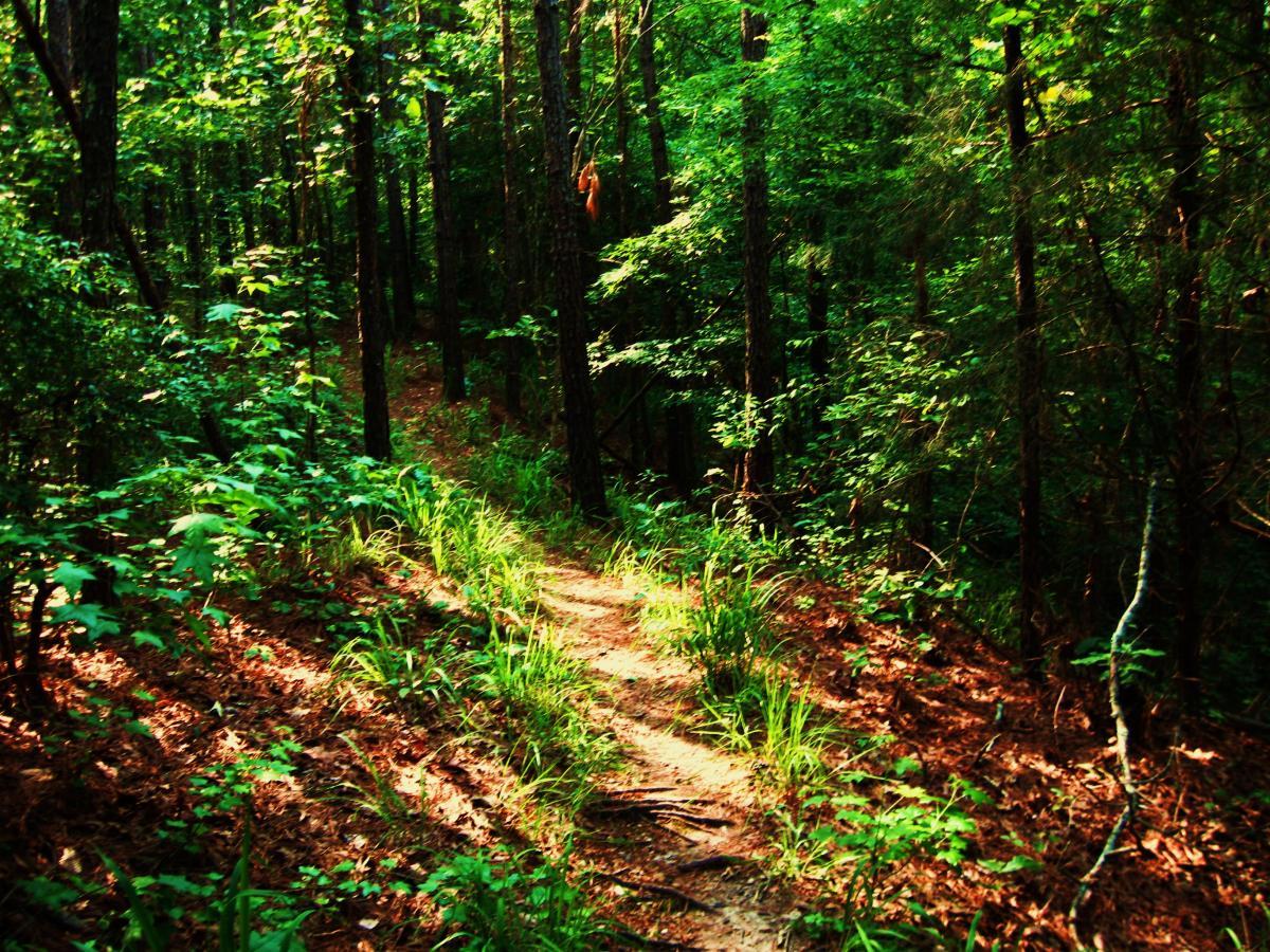 A narrow dirt trail winding through a lush, green forest with tall trees, dense underbrush, and patches of sunlight filtering through the leaves. Mt. Zion Bike Trails mountain bike trail.