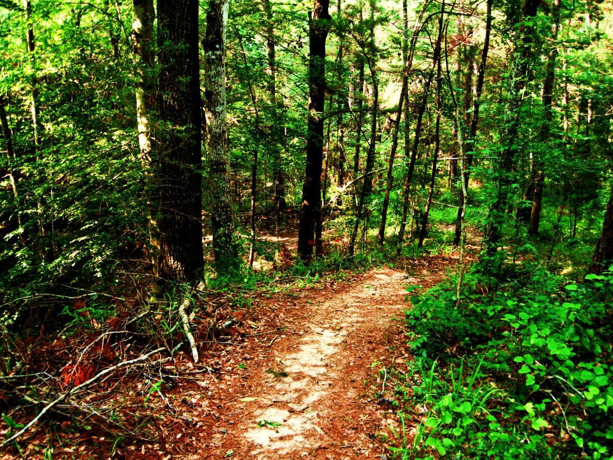 A winding dirt path through a dense green forest, surrounded by tall trees and lush vegetation. Sunlight filters through the leaves, creating dappled light on the ground, while scattered fallen leaves line the sides of the trail. Mt. Zion Bike Trails mountain bike trail.
