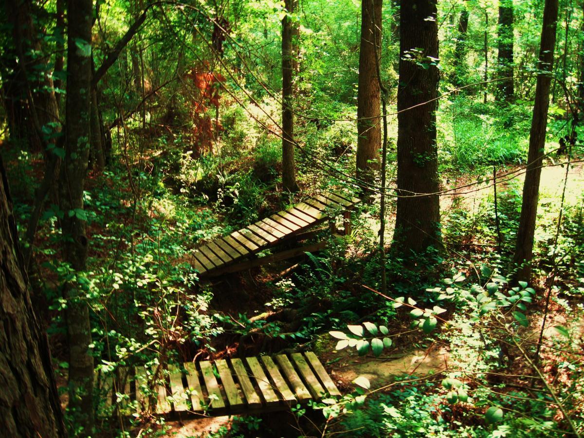 A serene forest scene featuring wooden bridges crossing a small creek, surrounded by lush greenery and tall trees. Sunlight filters through the leaves, creating a tranquil atmosphere in the dense woodland. Mt. Zion Bike Trails mountain bike trail.