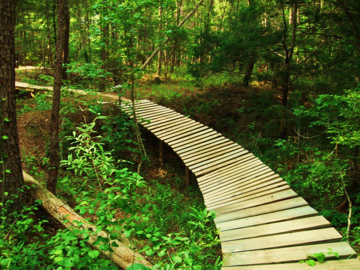 A wooden footbridge curving through a lush green forest, surrounded by trees and undergrowth. The pathway is elevated above the ground, providing a natural walkway through the dense vegetation. Mt. Zion Bike Trails mountain bike trail.