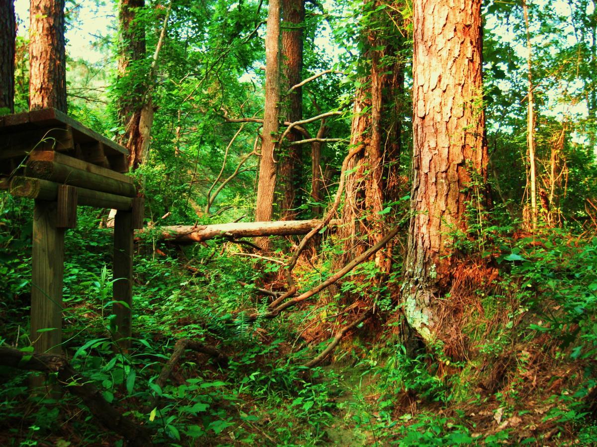 A dense, sunlit forest scene featuring tall trees with textured bark and vibrant green foliage. In the foreground, a wooden structure is partially visible, surrounded by lush undergrowth and fallen branches, creating a natural, serene atmosphere. Mt. Zion Bike Trails mountain bike trail.
