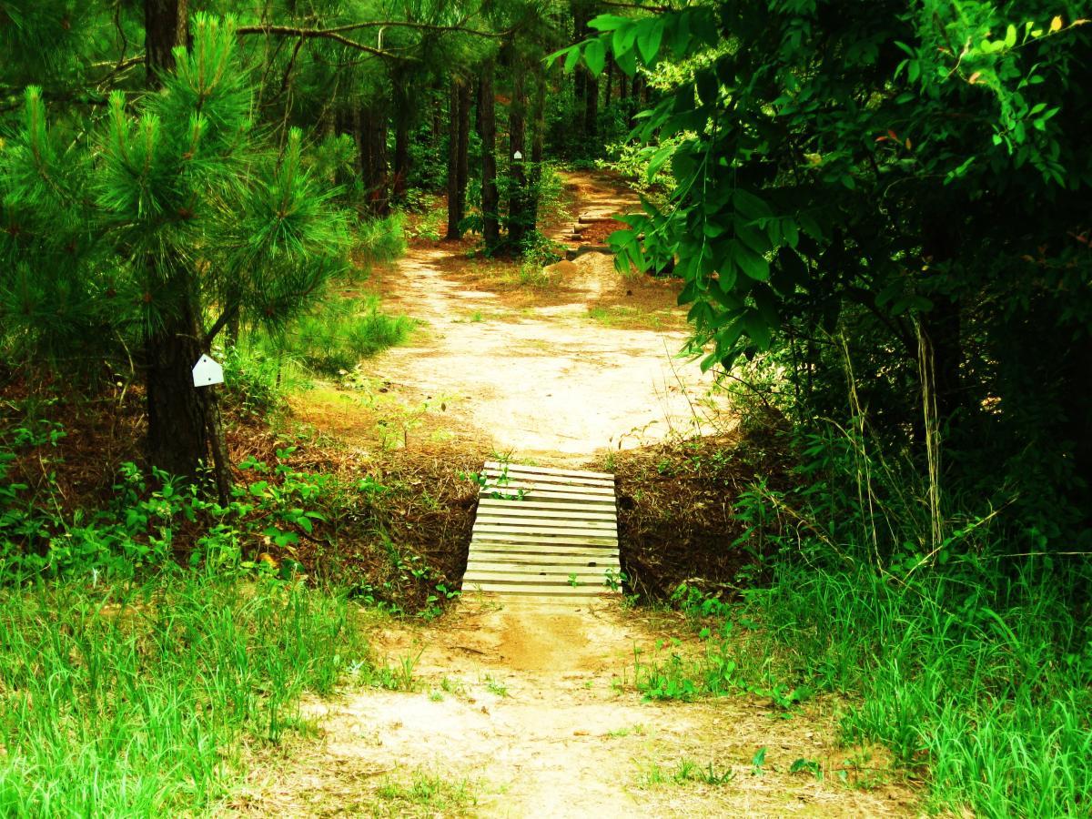 A dirt path winding through a lush green forest, with a wooden bridge crossing a shallow area. Tall trees and dense underbrush frame the scene, creating a serene natural environment. Mt. Zion Bike Trails mountain bike trail.