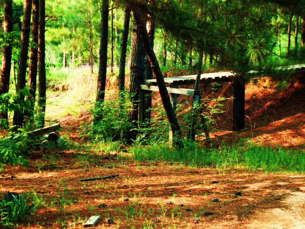 A serene forest scene featuring tall pine trees and lush greenery. A wooden path crosses a small incline, surrounded by patches of grass and fallen pine needles, providing a natural feel to the tranquil environment. Mt. Zion Bike Trails mountain bike trail.