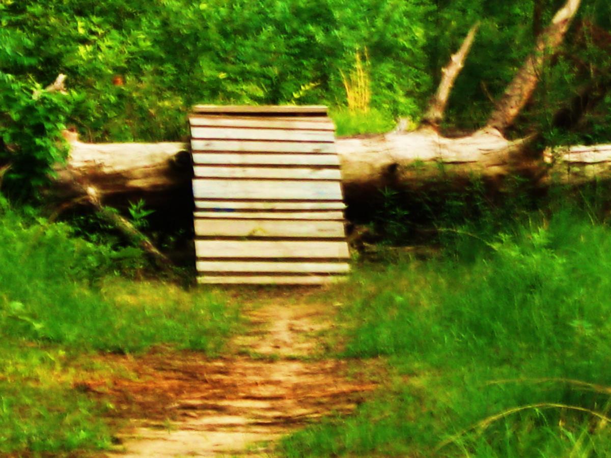 A wooden ramp made of planks rests on a fallen log, surrounded by lush green vegetation and tall grass, leading into a dirt path. Mt. Zion Bike Trails mountain bike trail.
