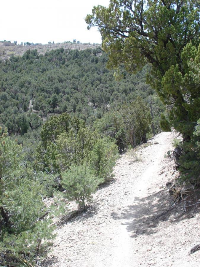 A narrow dirt path winding through a densely wooded area, with various trees and shrubs on either side. The landscape is hilly, showcasing a range of greenery under a bright blue sky. Tunnel Canyon mountain bike trail.