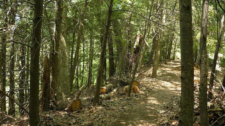 A dirt path winding through a dense forest, with tall trees lining both sides. Sunlight filters through the leaves, creating a dappled light effect on the ground. Some cut tree stumps are visible along the path, surrounded by fallen leaves and natural debris. Mohican mountain bike trail.
