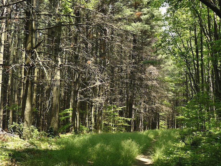 A sunlit forest path surrounded by tall trees, with a mix of green leaves and bare branches, leading through a serene, natural setting. The ground is covered with lush grass and undergrowth. Mohican mountain bike trail.