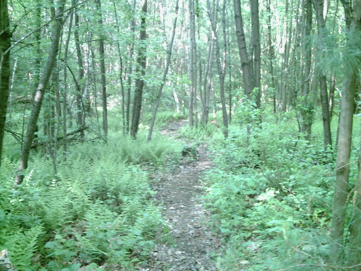 A narrow path winding through a lush green forest, surrounded by tall trees and ferns. Sunlight filters through the leaves, creating a tranquil and serene atmosphere. Water Company Owned Woods mountain bike trail.