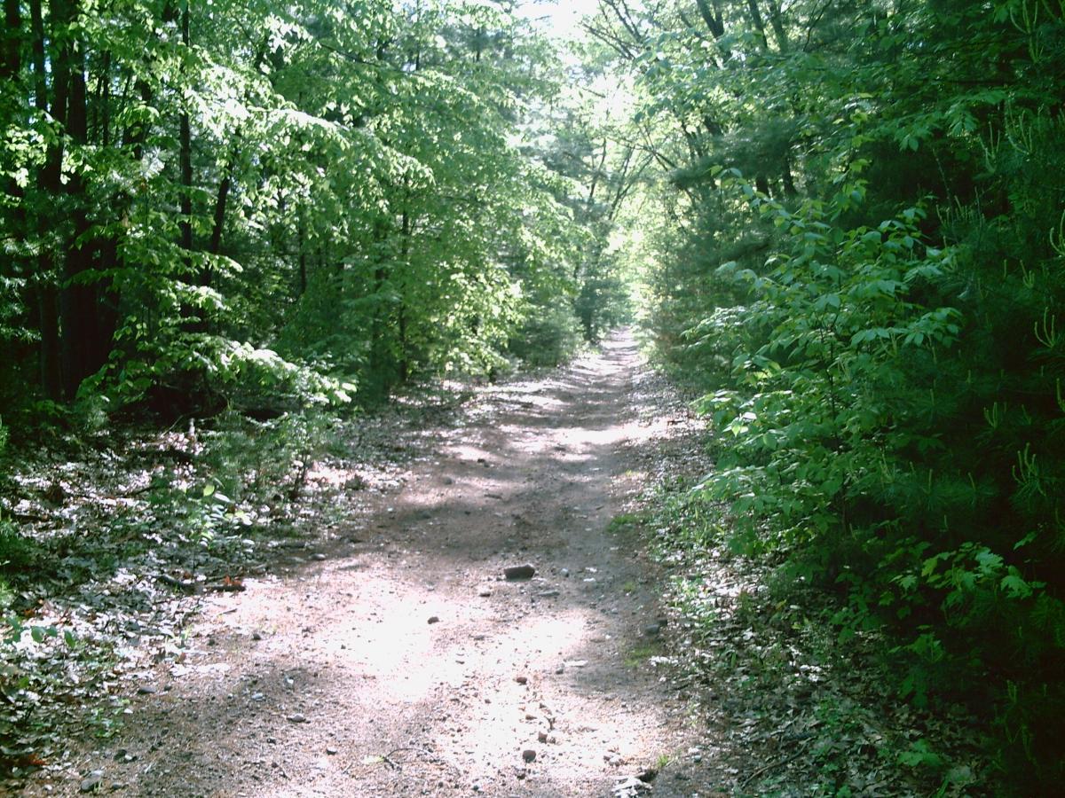 A sunlit dirt path winding through a lush green forest, flanked by dense trees and scattered leaves, creating a peaceful natural setting. Water Company Owned Woods mountain bike trail.