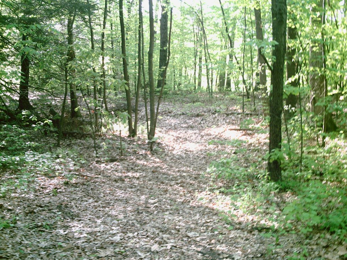 A scenic woodland path surrounded by green trees, with sunlight filtering through the leaves. The ground is covered in fallen leaves, and the trail winds gently through the forest, creating a serene and inviting atmosphere. Water Company Owned Woods mountain bike trail.