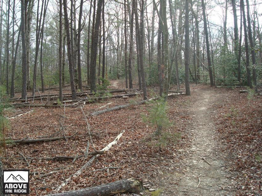 A dirt path winding through a forested area with sparse trees and fallen branches, surrounded by dry leaves on the ground. The scene captures the tranquil and natural beauty of a wooded landscape, suggesting a quiet hiking trail. York River State Park mountain bike trail.