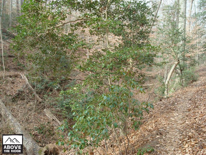 A serene forest scene featuring a variety of trees and underbrush. The path is partially covered with fallen leaves, and the foliage is a mix of green leaves and bare branches, suggesting a tranquil, natural environment. York River State Park mountain bike trail.