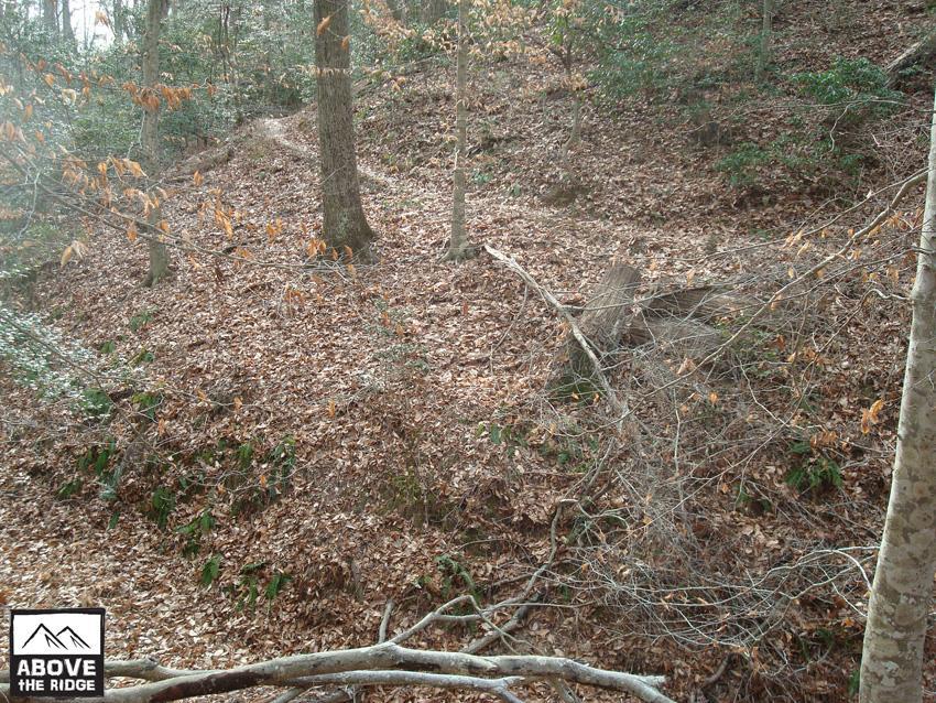 A wooded area showcasing a sloped landscape covered in fallen leaves, with scattered trees and underbrush. The scene is serene and natural, reflecting a typical forest environment, with hints of green foliage among the browns and earthy tones of the leaves. York River State Park mountain bike trail.