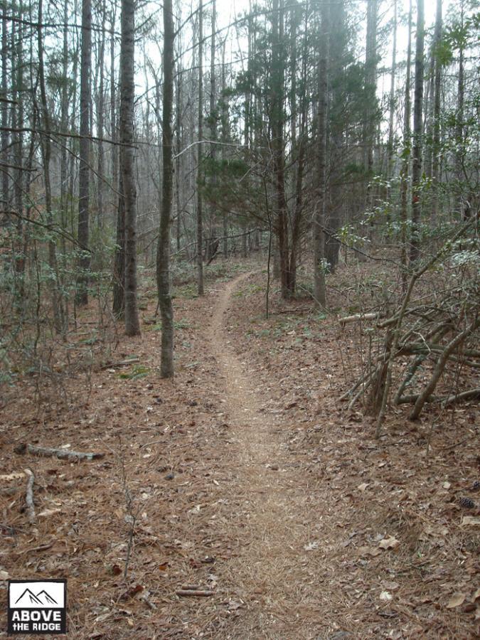 A narrow dirt pathway winding through a tranquil forest, surrounded by tall trees and scattered pine needles on the ground, creating a serene and natural atmosphere. York River State Park mountain bike trail.