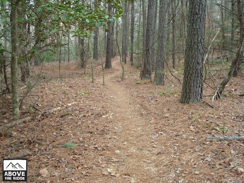 A narrow dirt path winding through a wooded area, lined with tall trees and covered in fallen pine needles and leaves. The scene has a serene, natural ambiance, with soft lighting filtering through the forest. York River State Park mountain bike trail.